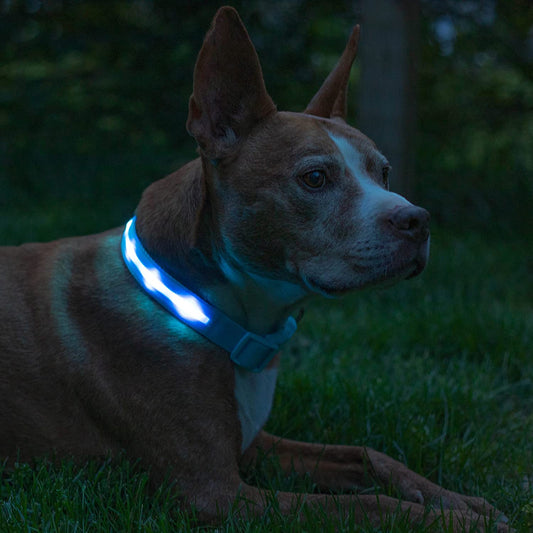 Brightest Light up Dog Collars - the Original LED Dog Collar with 1,000 Feet of Visibility - USB Rechargeable Waterproof Dog Collar Light - Dog Lights for Night Walking - USA Brand